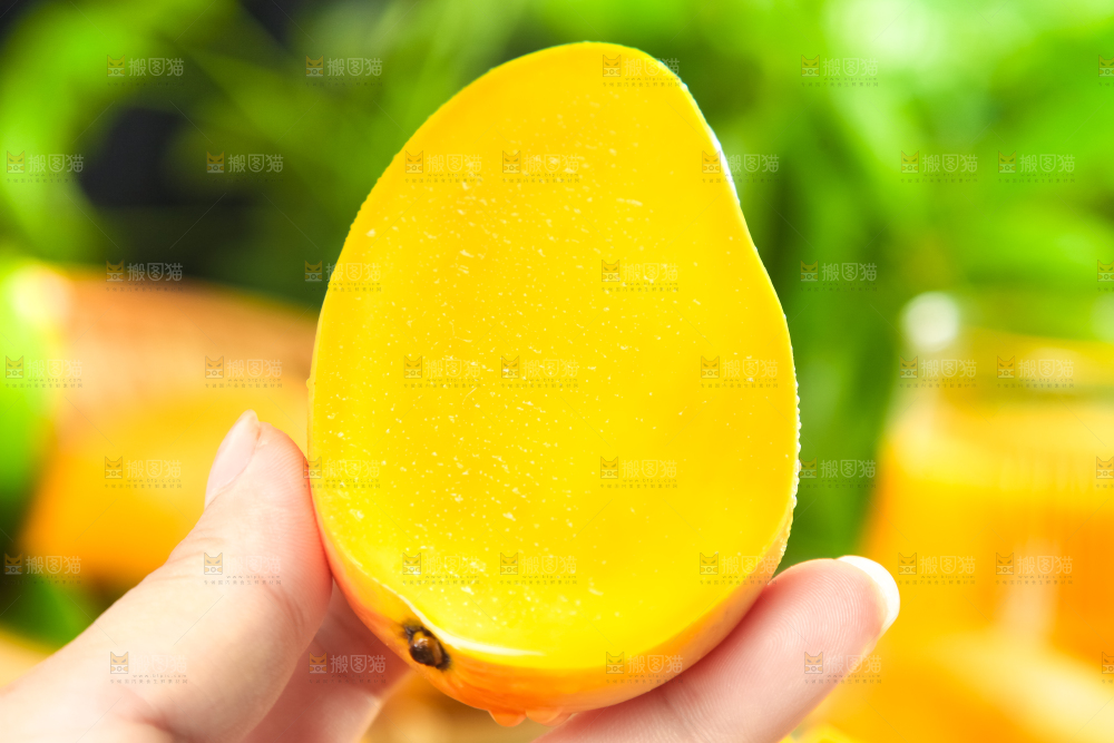 手里拿着台农芒