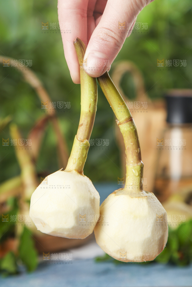 手里拿着白慈菇