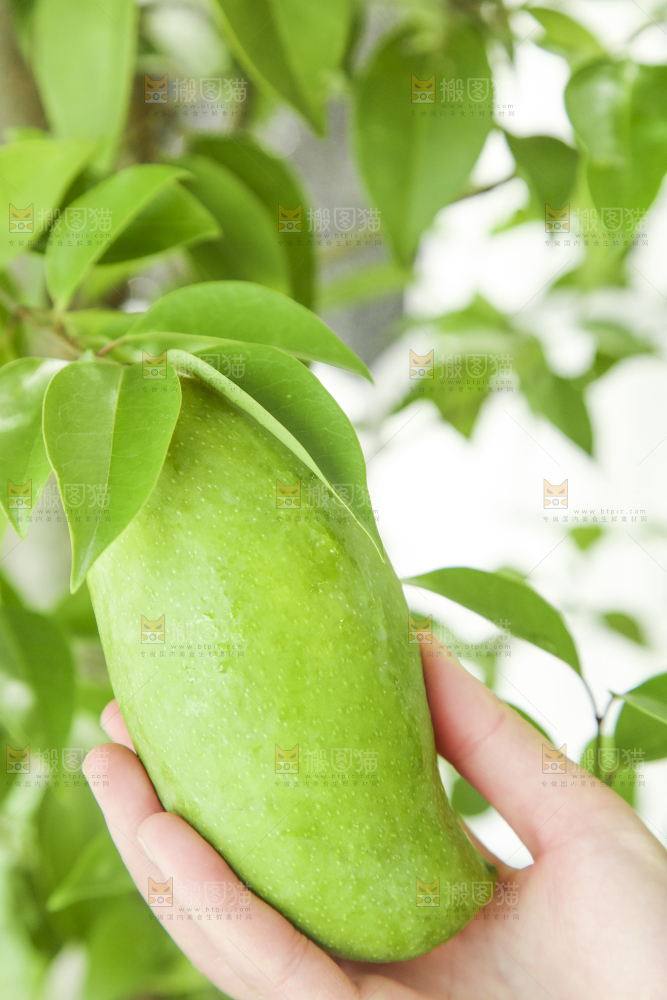 手里拿着钻石芒果