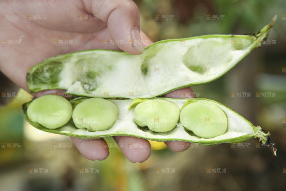 手里拿着新鲜蚕豆