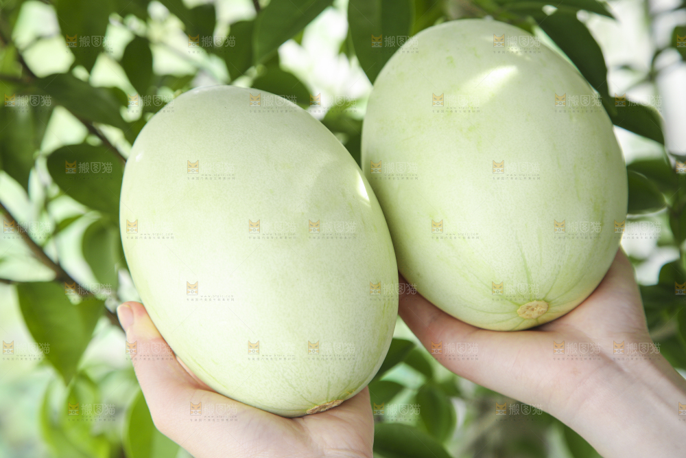 手里拿着玉菇香瓜