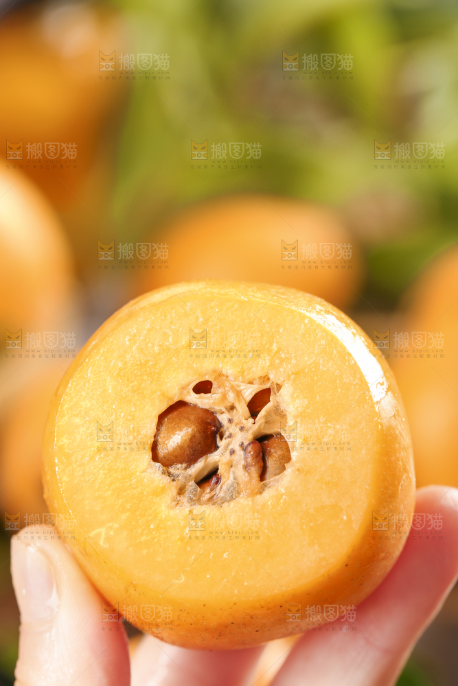 手里拿着野生枇杷