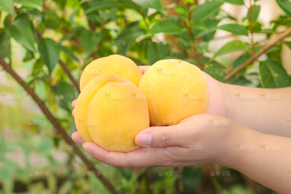 手里拿着黄肉水蜜桃