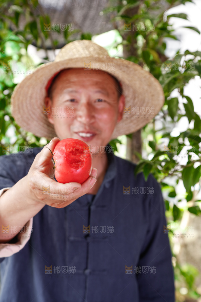 农民手里拿着普罗旺斯西红柿