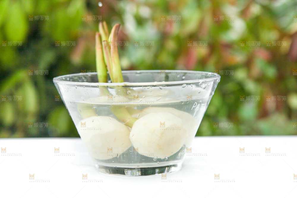 盆里放着茨菇