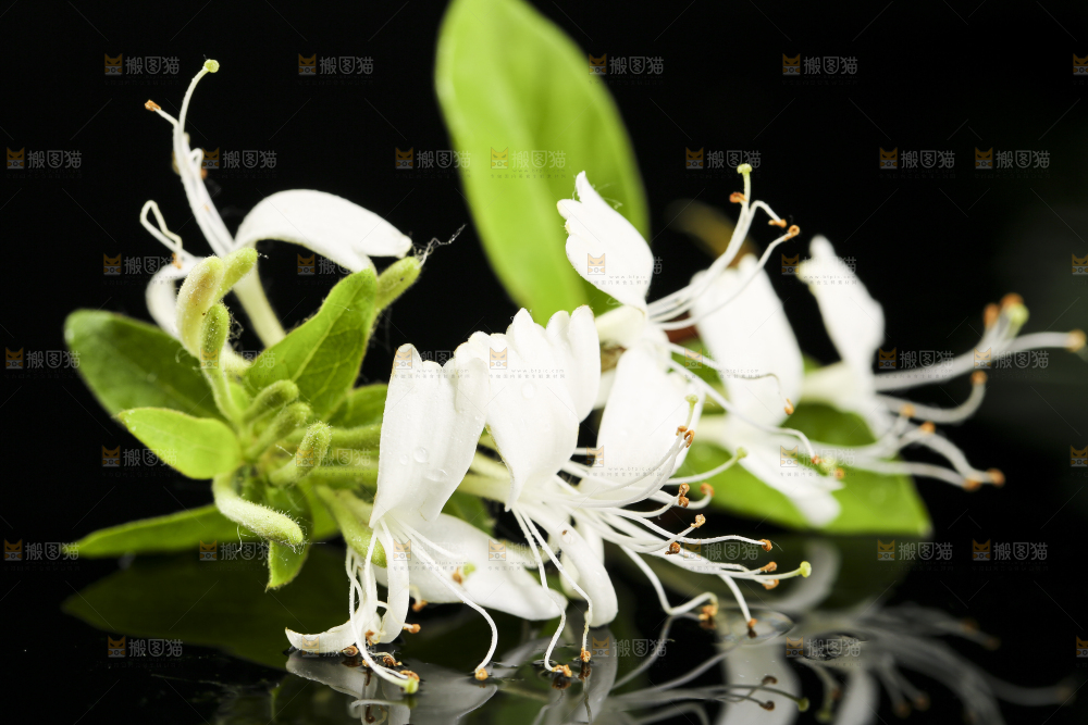 黑底上放着野生金银花