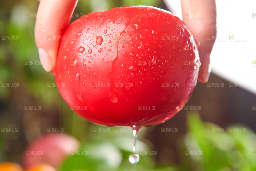 手里拿着攀枝花沙瓤西红柿