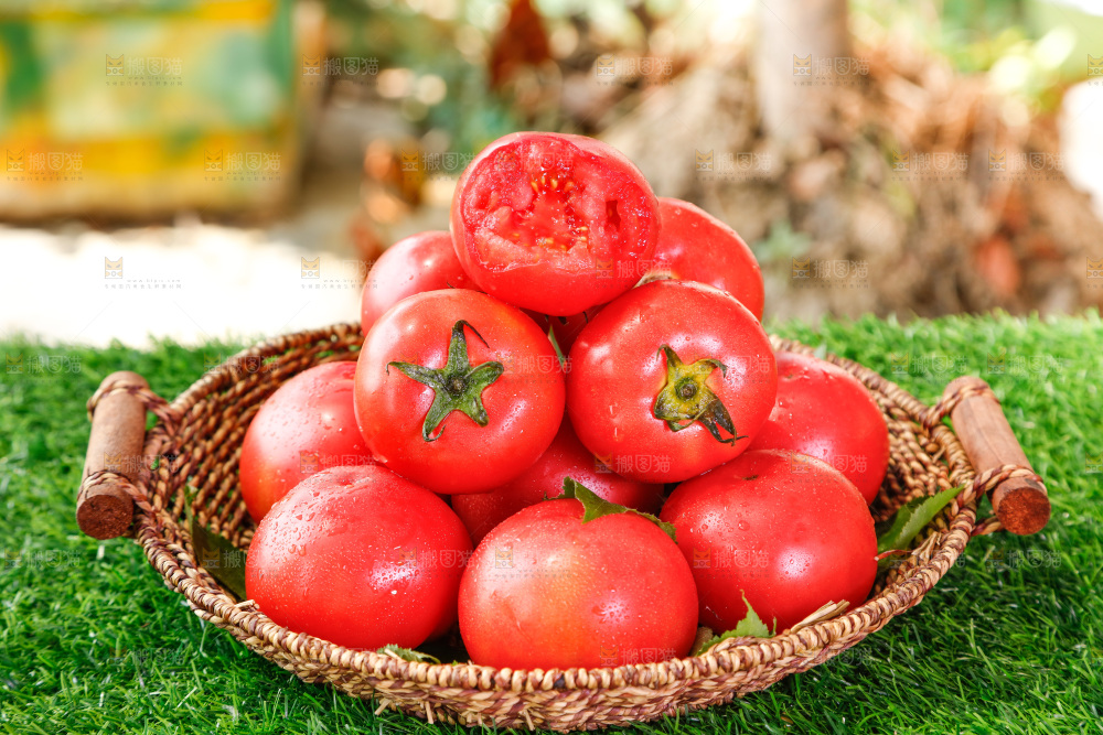 草地上放着一篮子米易沙瓤番茄