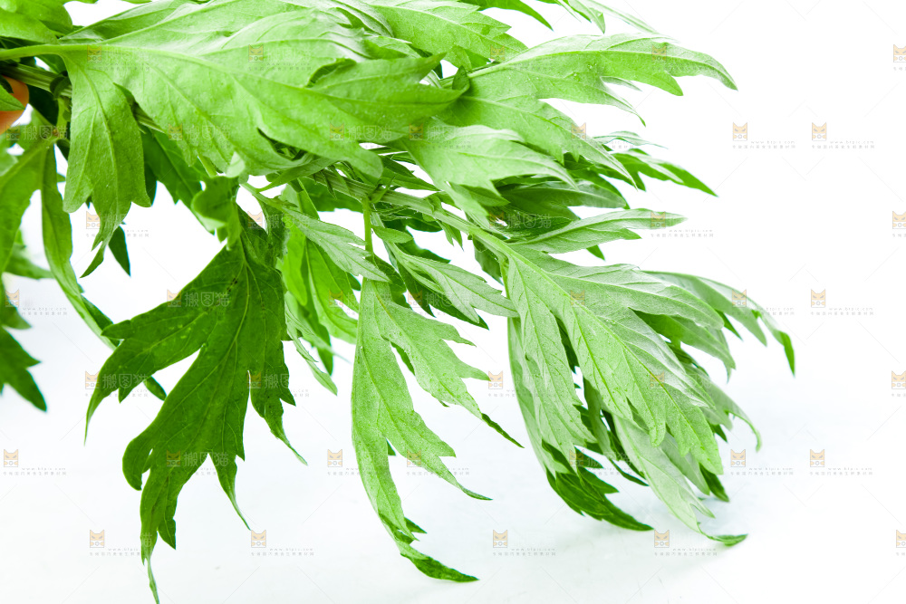 白底上放着艾草叶