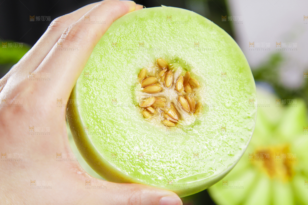 手里拿着玉菇香瓜