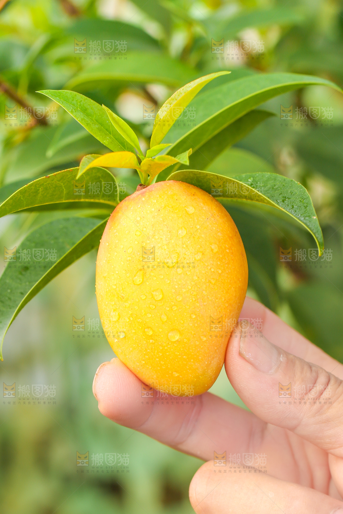 手里拿着小台农芒