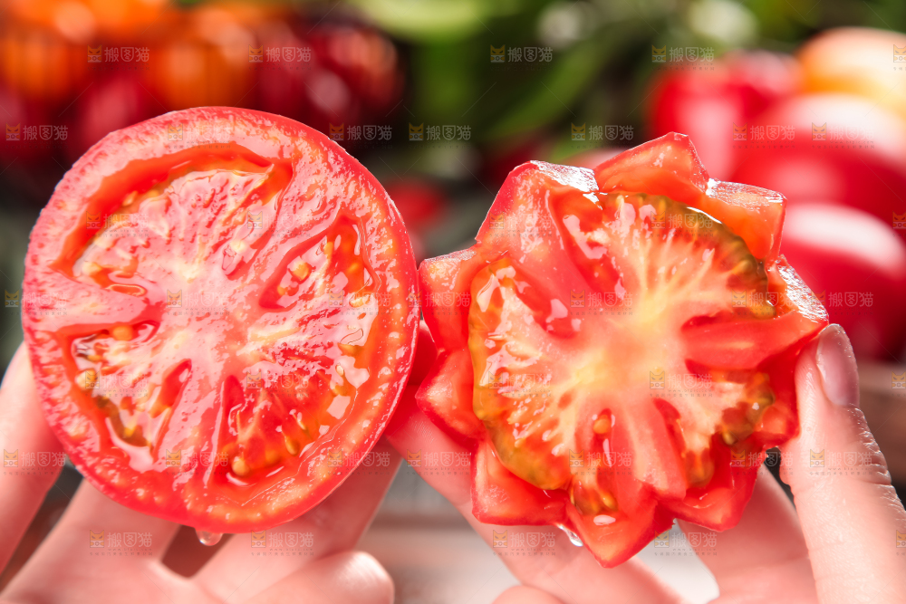手里拿着攀枝花沙瓤西红柿