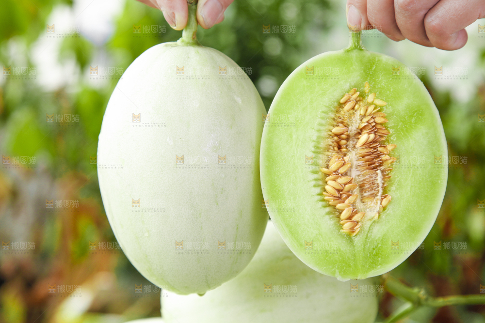 手里拿着玉菇香瓜