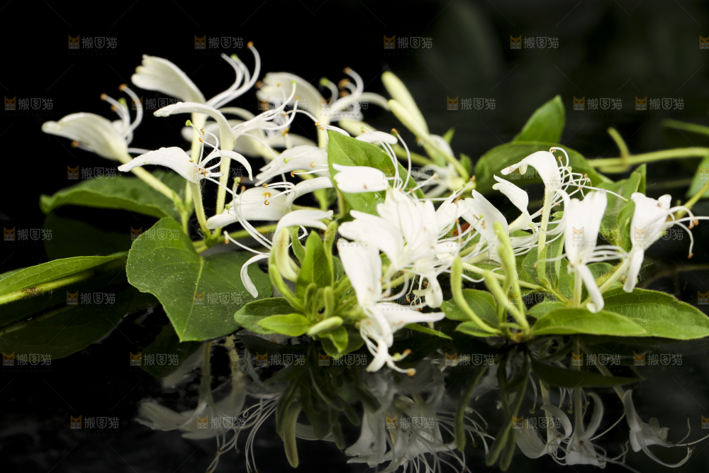 黑底上放着清凉金银花茶