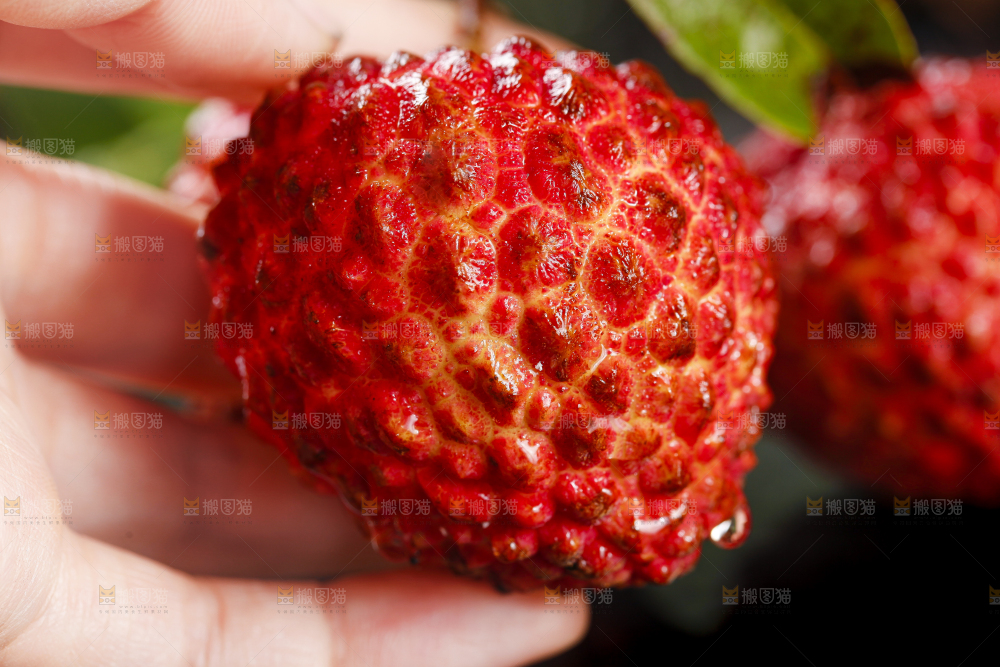 手里拿着荔枝王