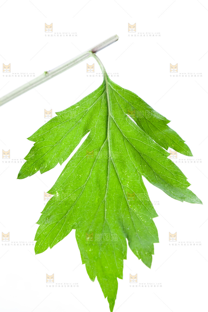 白底上放着艾草叶