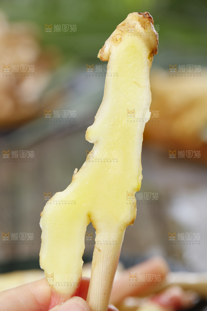 手里拿着山东红芽生姜