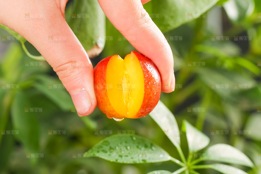 手里拿着脆李子