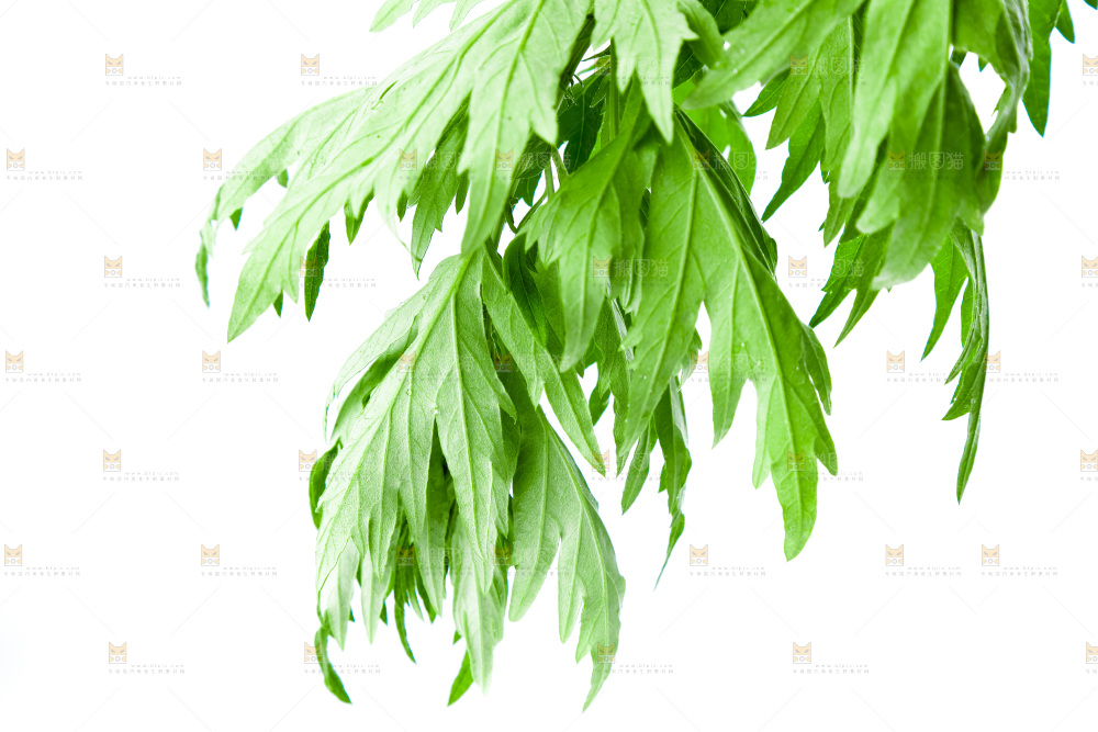 白底上放着艾草叶