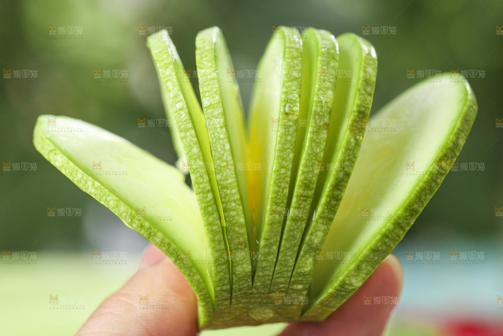 手里拿着茭瓜