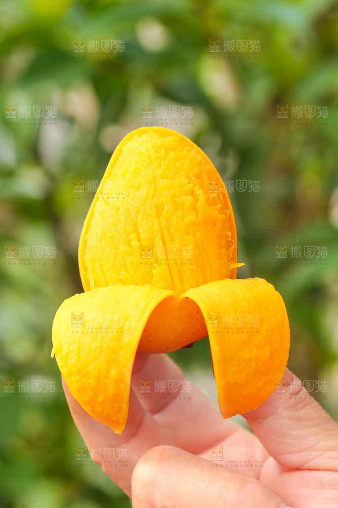 手里拿着小台农芒