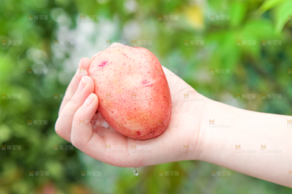 手里拿着土豆