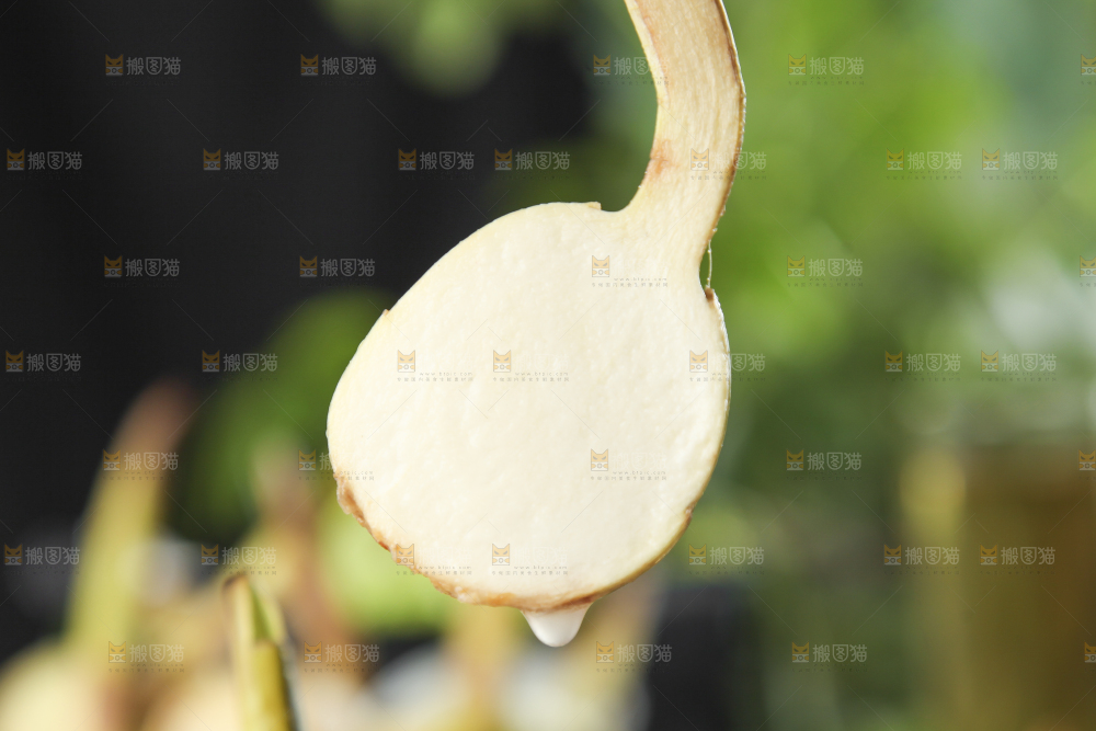 手里拿着白慈菇