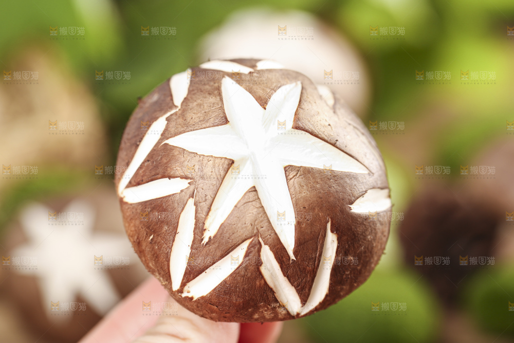 手里拿着香菇