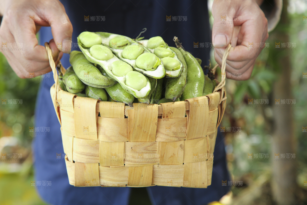 手里端着一篮生蚕豆