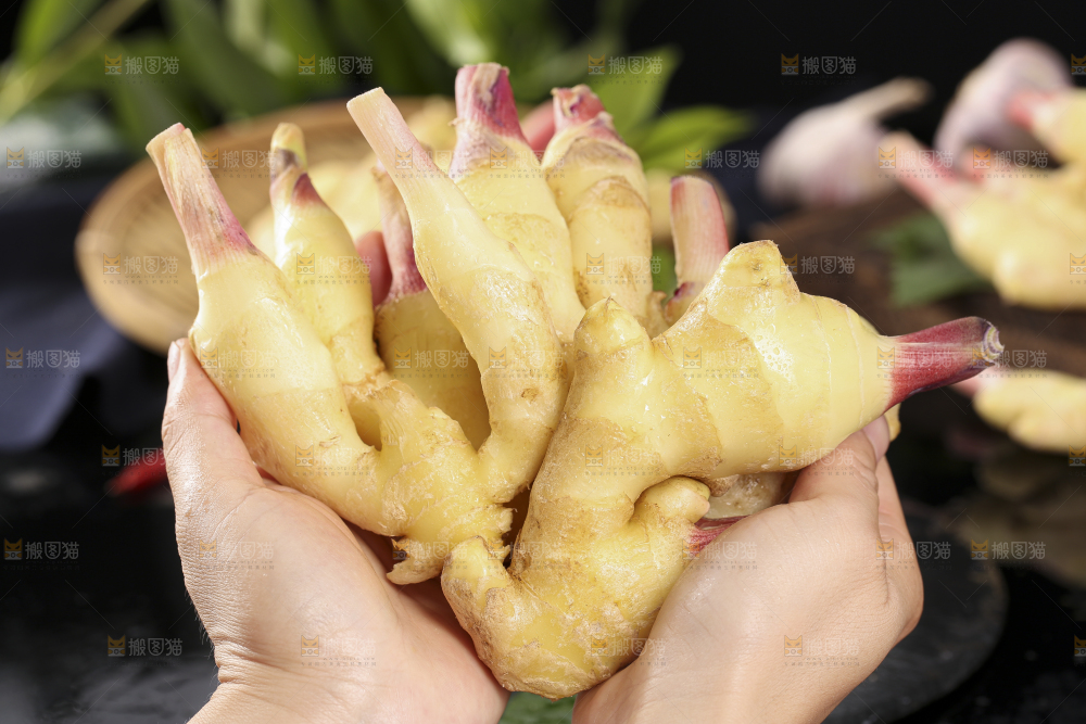 手里拿着红芽姜