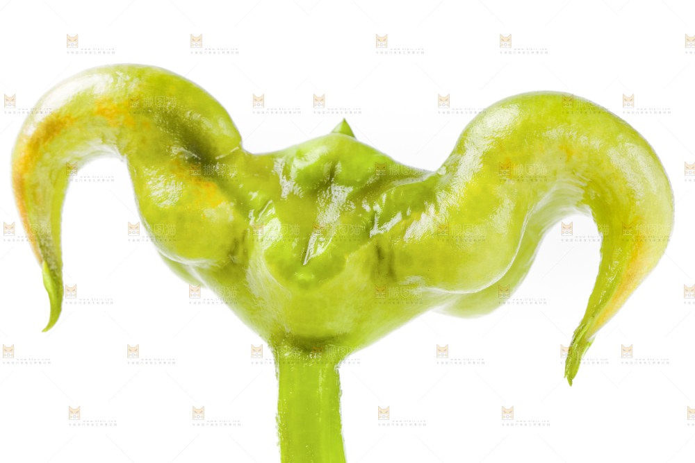 浅底上的新鲜菱角