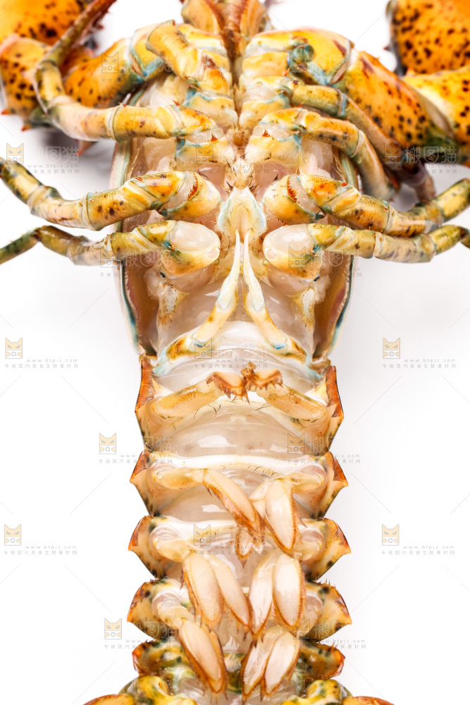 白底上的澳洲龙虾
