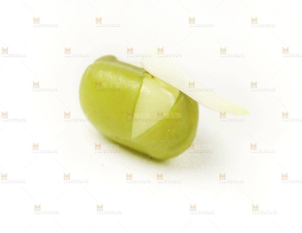 白底上的绿豆芽