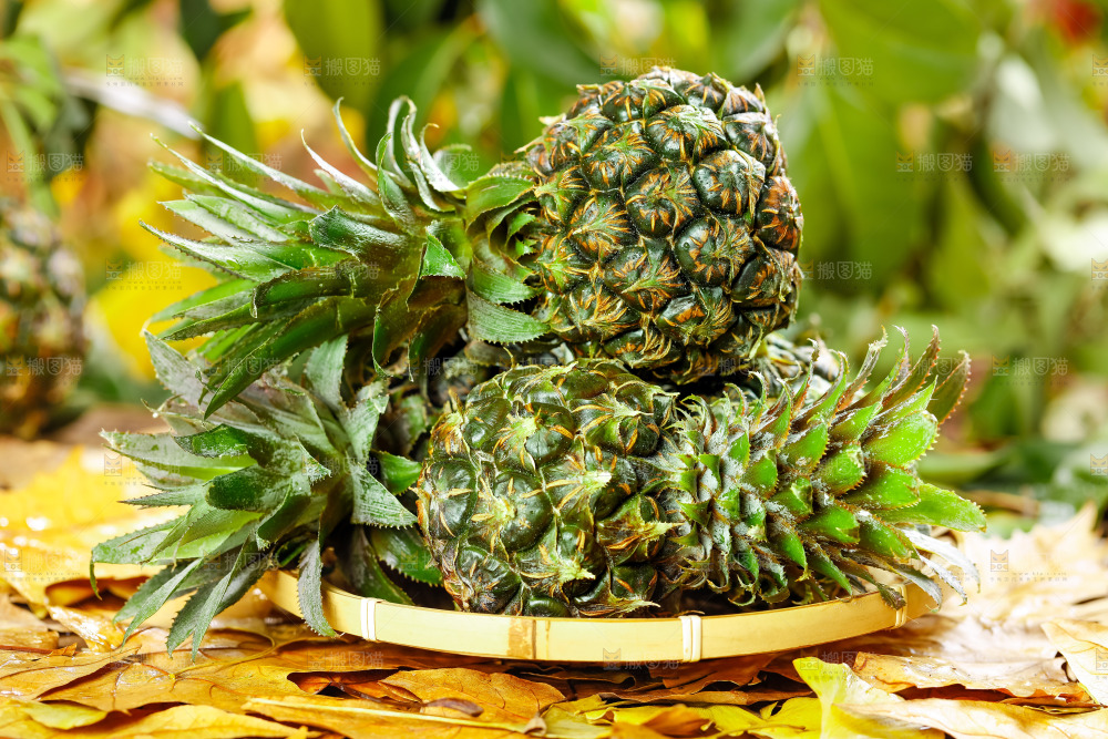 篮子里的新鲜小菠萝