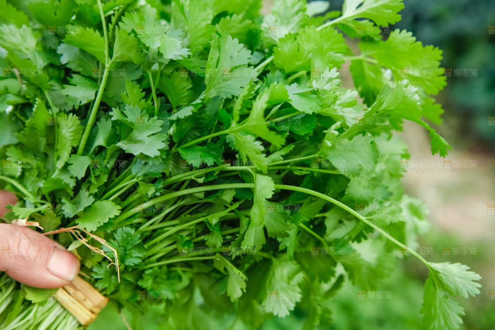 地里种着蔬菜