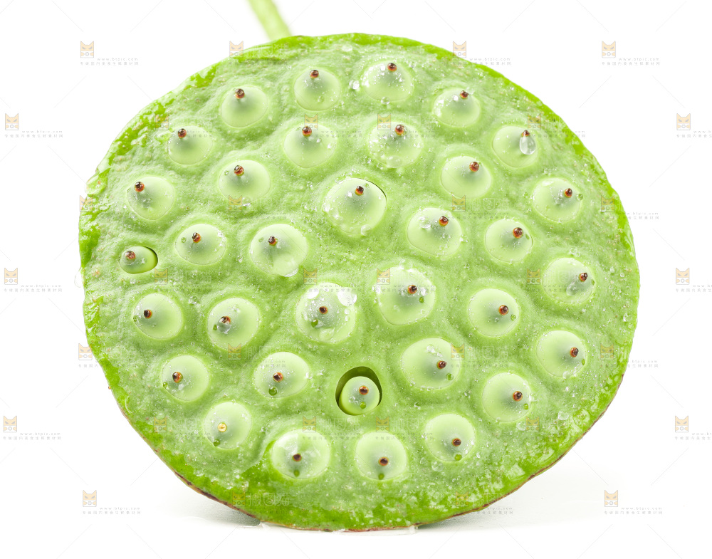 白底上的莲蓬