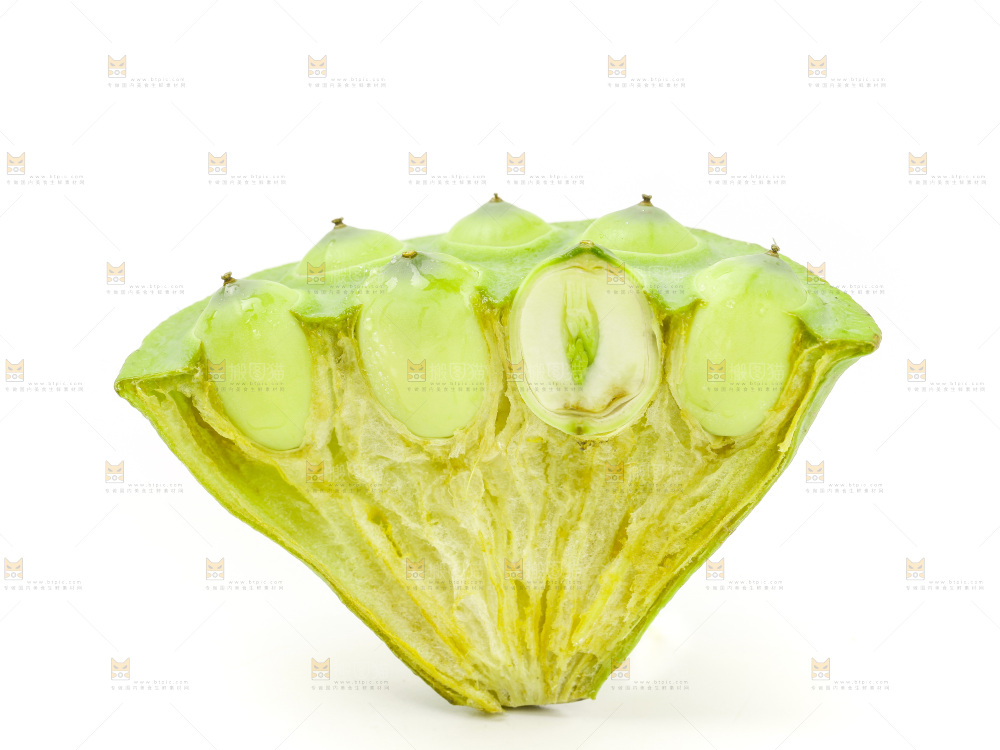 白底上的嫩莲蓬
