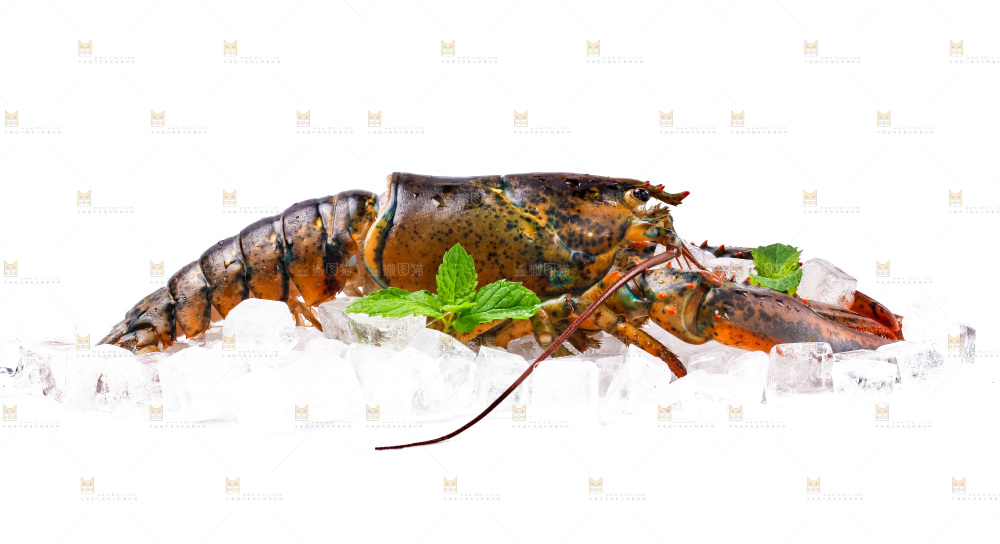 白底上的龙虾