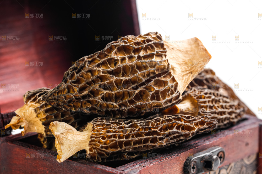 浅底上的云南羊肚菌
