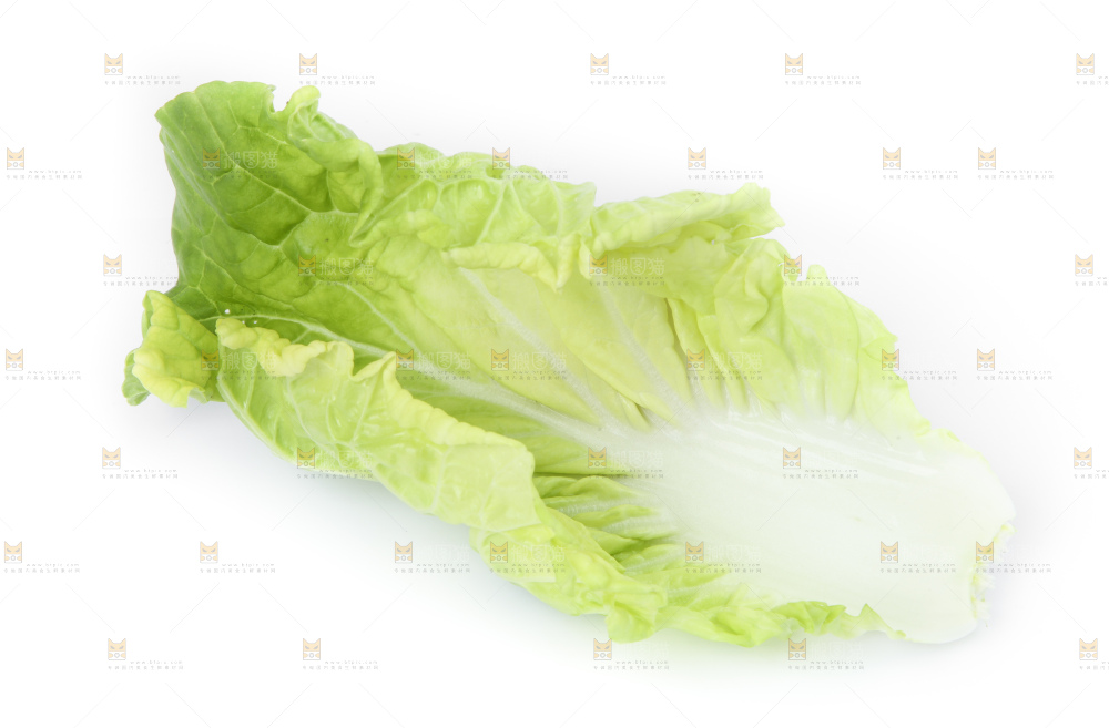 白底上放着大白菜