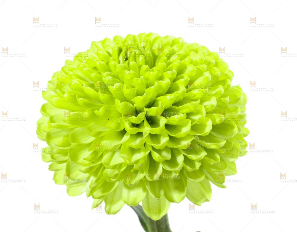 白底上放着绿色绣球菊