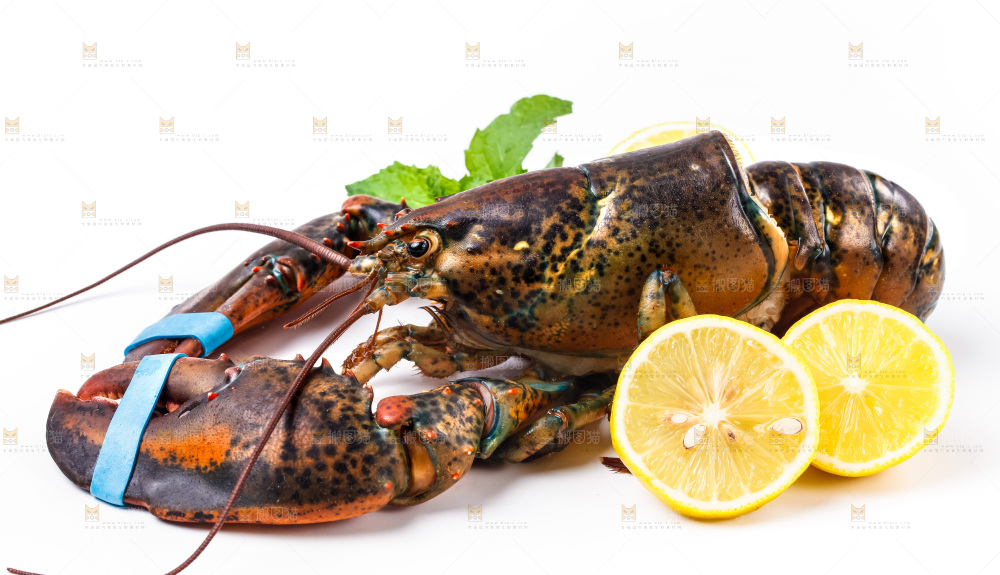 浅底上的澳洲龙虾