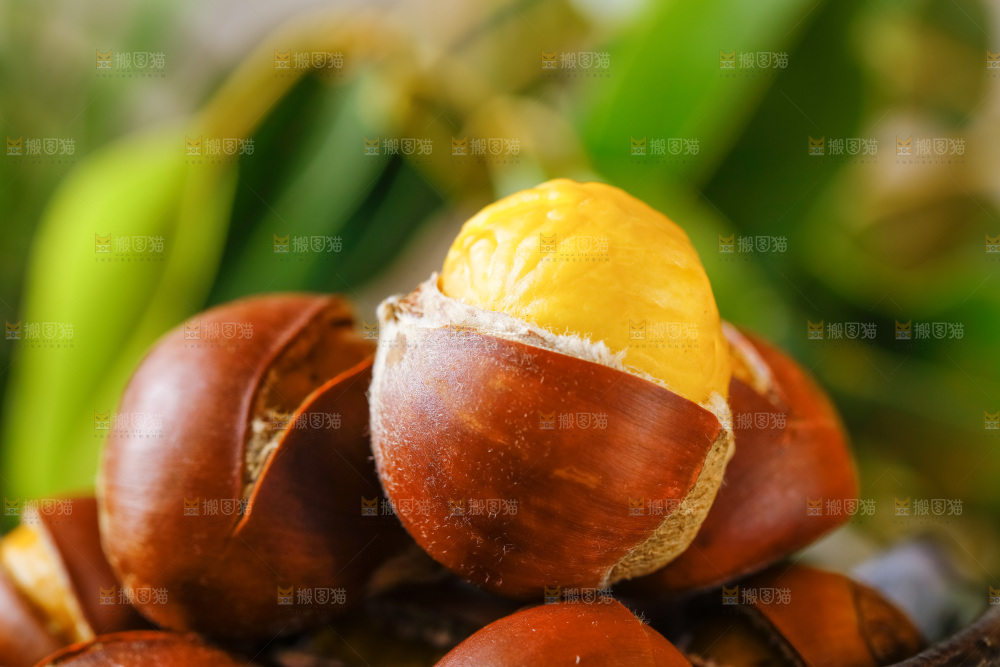 深底上的迁西板栗