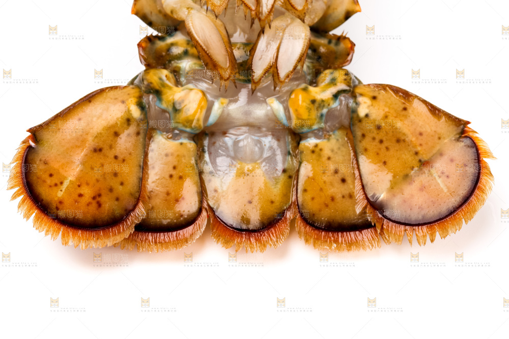 白底上的澳洲龙虾