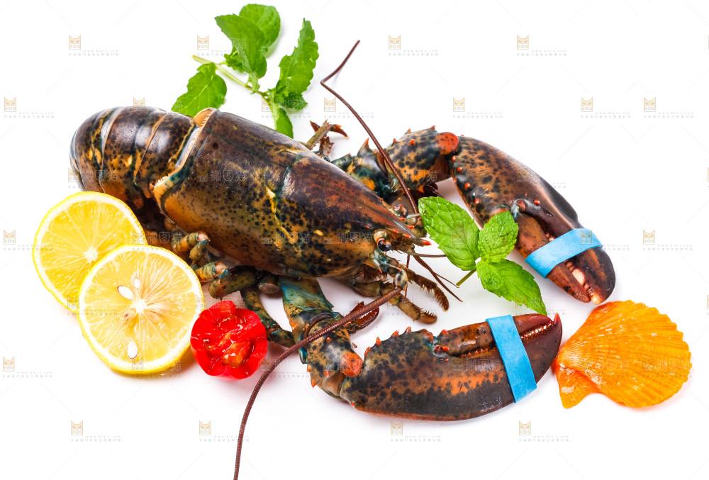 浅底上的澳洲龙虾