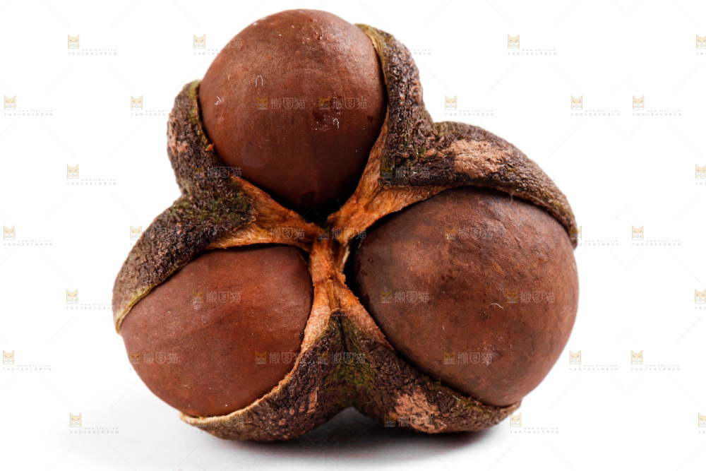 白底上的茶树果