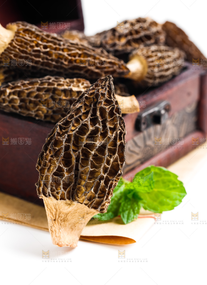 浅底上的云南羊肚菌