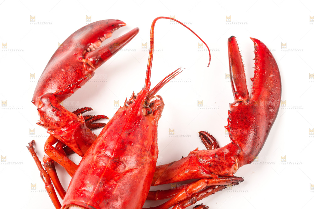 白底上放着澳洲龙虾