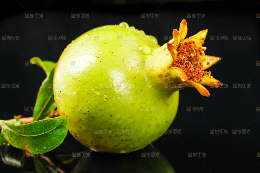 黑底上的软籽石榴