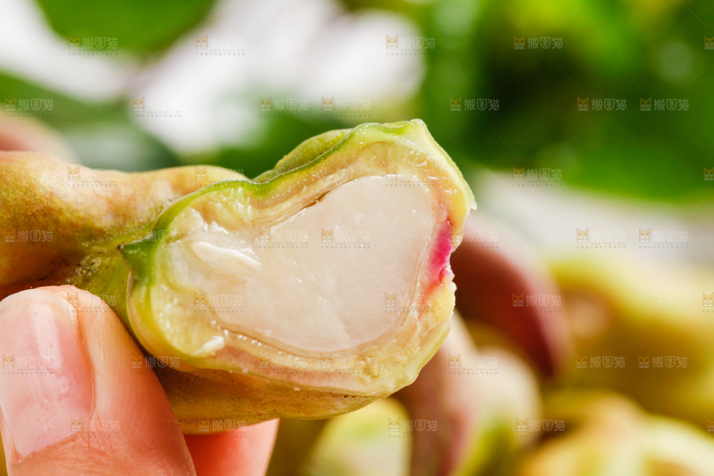 手里拿着新鲜菱角